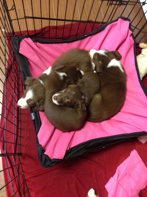 A pile of puppies on pink
